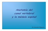 Anatomía del canal vertebral y la médula espinalespinal cordón lateral cordón ventral fisura mediana ventral cuerno ventral cuerno intermedio raíz ventral tronco simpático ramos