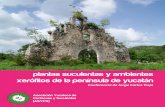 plantas suculentas y ambientes xerófitos de la península ...asycs.weebly.com/uploads/4/6/5/1/4651414/plantas_suc_yuc4.pdfnativas de la Peninsula de Yucatán son endémicas regionales,