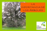 LA IMPORTANCIA DE LOS ÁRBOLES - Tiempo de actuar...Sin los árboles y otros organismos fotosintéticos no sería posible la vida en el planeta Tierra. Además, estos seres vivos,