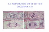 La reproducció de la cèl·lula eucariota. (3)cosmolinux.no-ip.org/recursos_aula/BIO1erBAT/Citologia/...Les formes de reproducció cel·lular En els organismes unicel·lulars, la