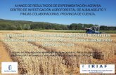 CENTRO DE INVESTIGACIÓN AGROFORESTAL ALBALADEJITO ...pagina.jccm.es/agricul/albaladejito/pdf/RESULTADOS_CULTIVOS_OTONIO... · ENSAYO DE VARIEDADES COMERCIALES ... La agricultura