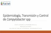 Epidemiología, Transmisión y Control de Campylobacter sppgrupomontevideo.org/ndca/casaludanimal/wp-content/uploads/2017/07... · Epidemiología de Campylobacter El 90% de los casos