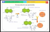 Sin título de diapositiva - Castilla-La Manchacepa-losllanos.centros.castillalamancha.es/sites/cepa-losllanos.centros... · secuencia de ADN que presentan los enferrncs ADN sarao