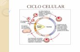 CICLO CELULAR · 2014-04-24 · dos mitosis y comprende tres etapas: •Fase G 1 (del inglés Growth 1): Es la primera fase del ciclo celular, en la que existe crecimiento celular
