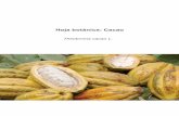 Theobroma cacao L. · 6 D38/08-19 - Hoja botánica: Cacao - botconsult GmbH Tabla 1: Delimitación de las subespecies de Theobroma cacao (10) Órgano T. cacao subsp. cacao T. cacao