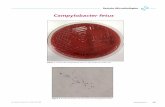 Campylobacter fetus - CONICYT · 2018-02-20 · Campylobacter fetus es una de las 24 especies actualmente reconocidas dentro del género Campylobacter. Es un bacilo gramnegativo curvo