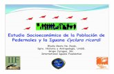 Estudio Socioeconómico de la Población de Pedernales y la ... · + Venta de carne de iguana hace más de una década en el municipio de Pedernales. Varias de las personas encuestadas