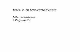 TEMA V. GLUCONEOGÉNESIS 1.Generalidades 2.Regulacióndepa.fquim.unam.mx/amyd/archivero/Gluconeogenesis_33850.pdf · Cori Premio Nobelde Fisiología y Medicina en 1947 Seis científicos