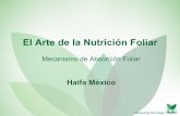 El Arte de la Nutrición Foliar - Haifa Group · Efecto de la aspersión con Nitrato de Potasio en tomate para la industria (1). Tratamiento Potasio en hojas (%) Peso en 100 frutos
