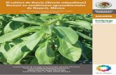 El cultivo de Stevia - inifapcirpac.gob.mx20cultivo%20de%20Stevia%20(Stevia%20...e internacional, fomentar la producción de hoja seca de esta planta en el país con base en investigación,