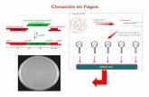 Clonación en Fagos - depa.fquim.unam.mxdepa.fquim.unam.mx/amyd/archivero/24IngenGenet2_23748.pdf · La tecnología de DNA recombinante genera herramientas para estudiar los genes