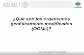 ¿Qué son los organismos genéticamente modificados (OGMs)? · Cambios en la secuencia genómica de una especie (mutaciones, inserciones, deleciones y número de copia) se reflejan