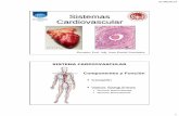 Sistemas Cardiovascular - Webnodefiles.es-fu-no-cur.webnode.com.uy/200000077-306b531653... · 2014-12-03 · 31/08/2014 2 Bomba: Impulsar la sangre a través del aparato circulatorio.