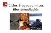 Ciclos Biogeoquímicos Biorremediación...Azufre Usos •Pólvora •Laxantes •Fósforos •Insecticidas •Materia prima para fabricar sustancias para el cuidado de las plantas.