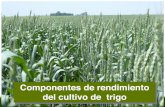 Componentes de rendimiento del cultivo de trigo · El patógeno presenta varios ciclos de vida durante el desarrollo del ciclo de cultivo, la cantidad y calidad del inoculo primario