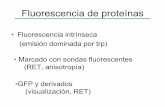Fluorescencia de proteínasfqb.fcien.edu.uy/posgrado/docs/teoricos/Clase 8-Fluor prot-AD.pdf · Ciclohexano - no enlace H Etanol – solvente más polar Emisión del W es sensible