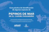 Guía práctica de identificación de algunas especies · ARAP. (2016). Guía práctica de identificación de algunas especies de pepinos de mar ... yecto “Evaluación del estado