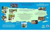 Ecosistemas Marinos de Puerto Rico - academic.uprm.eduacademic.uprm.edu/gonzalezc/HTMLobj-133/ecosistemasmarinos.pdfMangle blanco Mangle negro Mangle botón Arrecifes de coral Los