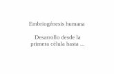 Embriogénesis humana Desarrollo desde la primera célula hastacosmolinux.no-ip.org/recursos_aula/BIO1erBAT/Divisio... · 2019-06-04 · Mitosis, diferenciación y crecimiento Adultos