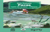 Guía Ilustrada Peces - EPM · Guía Ilustrada - Peces Cañón del río Porce, Antioquia 9 Los peces son el grupo de vertebrados con mayor número de especies en nuestro planeta.