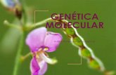 GENÉTICA MOLECULAR · La principal función del ADN es almacenar y transmitir la información genética ¿cómo? El objetivo es la perpetuación de las especies, no de los individuos;