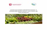 Asociaciones beneficiosas y perjudiciales · Ventajas de la asociación beneficiosa de cultivos en un huerto de balcón Mejora de calidad y rendimiento en los cultivos, que se benefician