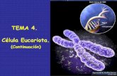 TEMA 4. Célula Eucariota.agronomaps.wdfiles.com/local--files/apuntes-biologia/Tema... · 2014-11-24 · o Cromátidas (región del organizador nucleolar) DNA double helix Histone