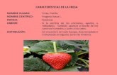 CARACTERÍSTICAS DE LA FRESA...Tipos de fresas: - La fresa, caracterizada por su pequeño tamaño, con un diámetro de sección ecuatorial alrededor de 20mm. - El 'fresón camarosa',