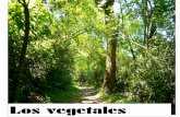 vegetalesaulasptmariareinaeskola.es/app/download/9104513/28Los+Vegetales+(San... · tanto en la tierra como dentro del agua. Las plantas fabrican su propio alimento. Gracias a ellas,