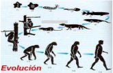 Presentación de PowerPoint°Medio... · 2.1 Evidencias evolutivas Corresponden a registros que permiten entender el proceso evolutivo. Hay evidencias directas, que se manifiestan