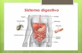 Sistema Digestivo humano · Lipasa gástrica: aunque no es importante en este ... Proteínas Peptonas y polipèptidos renina Caseína Peptonas y polipèptidos lipasa Grasas Degradación