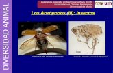 Sesión Teórico-Práctica 08: Artrópodos III: Insectos ... · Dictyoptera (Mantodea) (1 especie) Buprestis splendens (Fabricius, 1775) Cerambyx cerdo (Linnaeus, 1758) Lucanus cervus