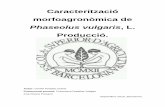 Phaseolus vulgaris, L. Producció. · 2017-12-17 · 2 Resum: La mongeta tendra (Phaseolus vulgaris L.) presenta, segons la varietat, creixement determinat (mata baixa) o indeterminat