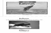 LECTURA • O Ballenas - Las clases de la Sra. CollierLa ballena azul hace el sonido más alto de todos los animales. El sonido se mide en unidades llamadas decibeles. El sonido de