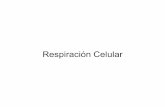 363n CelularECGT )Respiración Celular cont. • La respiración celular puede ser aerobia o anaerobia. • La respiración aerobia requiere oxígeno molecular (O 2), mientras que