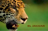 El Jaguar · 2015-06-02 · 12 13 Desde la mitología de las culturas precolombinas, el jaguar ha jugado un papel importante como una de las deidades más notables y veneradas del