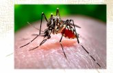 Epidemiología de las Enfermedads por Falvivirus …...La erradicación del Aedes aegypti en el Perú • La erradicación del Aedes aegypti en el Perú fue confirmada en 1956 y certificada