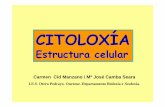 CITOLOXÍA - centros.edu.xunta.escentros.edu.xunta.es/iesoteropedrayo.ourense/dptos/bio/bach_1_2010... · Morfoloxía A formada célula é variada e relacionada coa función que realizan