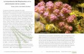 El fitoplancton en la alimentación de los corales ... · algas comparten con el coral que las hospeda los compuestos orgánicos fruto de sus procesos de fotosíntesis (glucosa principalmente).