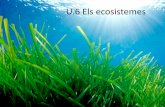 U.6 Els ecosistemes · Exemple: Granota, menja insectes . L’alimentaió en els eosistemes •L’energia del sol és la que activa tot l’eosistema •Les plantes l’aprofiten,