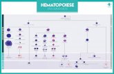 Hematopoiese - diagnosticosdobrasil.com.br · Célula indiferenciada pluripotente (STEM CELL) Célula indiferenciada mielóide Megacarioblasto Pró-eritroblasto Mieloblasto Monoblasto