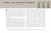 Cultivo de maíz en Chiapasceccam.org/sites/default/files/Cultivo de maíz en Chiapas a.pdf · e incentivado estados y/o regiones del país no sólo para la producción de maíz y