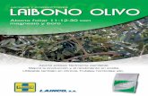 LAIBONO OLIVO - Lainco, S.A. | Lainco, S.A. olivo.pdf · LAIBONO OLIVOes un abono foliar especialmente formulado para aportar potasio fácilmente asimilable en las fases de máxi-ma