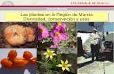 Las plantas en la Región de Murcia Diversidad, conservación y usos · 2013-05-20 · Especies extinguidas en sus poblaciones naturales (2). Especies que siendo autóctonas se han