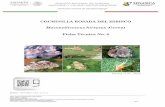 Maconellicoccus hirsutus Green) - gob.mx · 2018-09-04 · plantas de las familias más apetecidas son s, leguminosas y las moráceas (Padilla, 2000; CABI, ... Jalisco) en los que