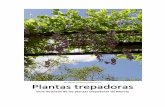 José Manuel Sánchez de Lorenzo Cáceres Plantas trepadoras · 2019-06-03 · plantas que poseen órganos de fijación, de formas y orígenes muy variados, que les permiten, de una