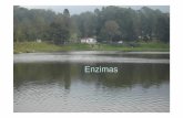 enzimas - webdelprofesor.ula.vewebdelprofesor.ula.ve/forestal/rjaimez/org/DOCENCIA/Ecofisiologia/enzimas.pdf · en los seres vivos . ... En un estudio de cinética de enzimas se mide