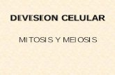 DIVISION CELULAR - fca-ude.edu.uy · • La interfase se conoce como intercinesis, no hay duplicación cromosómica. MEIOSIS II • PROFASE II: los cromosomas entran como díadas