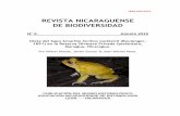 REVISTA NICARAGUENSE DE BIODIVERSIDADRevista Nicaragüense de Biodiversidad. Número 2. 2015. Página 4 INTRODUCCION El Sapo Amarillo, Incilius luetkenii (Boulenger, 1891), es un anuro