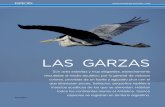 LAS GARZAS - Home - Argentina Ambientalargentinambiental.com/wp-content/uploads/pdf/AA62-74-Las_Garzas.pdfEn Europa y América del Norte las garzas sustraen peces de los estanques